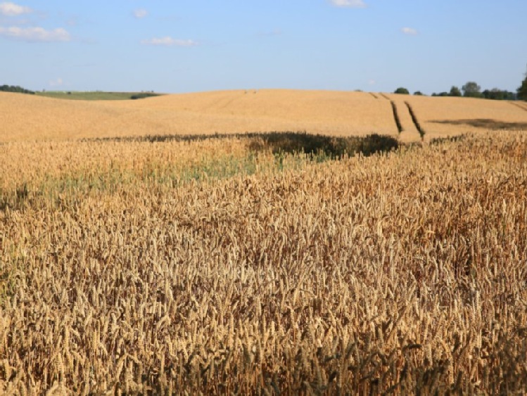 Rosja może w r. 2016 zostać liderem w eksporcie pszenicy